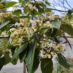 Clerodendron trichotomum