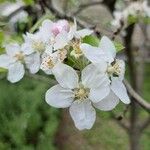 Malus pumila 花