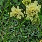 Cephalaria gigantea 形态