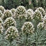 Echium onosmifolium Blüte