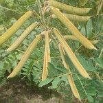 Tephrosia vogelii Fruit