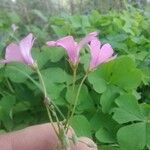 Oxalis debilis Квітка