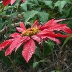 Euphorbia pulcherrima പുഷ്പം