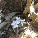 Claytonia rosea Цветок