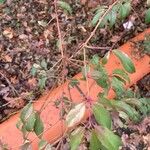 Fuchsia regia Leaf