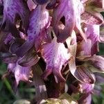 Himantoglossum robertianum Fula