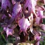 Himantoglossum robertianum Flower