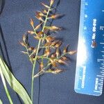 Rhynchospora schiedeana
