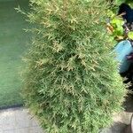 Melaleuca linariifolia Levél