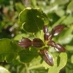 Citrus hystrix Leaf