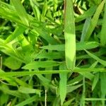 Paspalum conjugatum Leaf