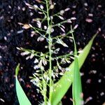 Eragrostis tenella Flower