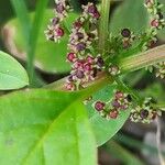 Chenopodium polyspermum Frukt