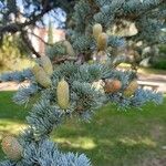 Cedrus libani Blad