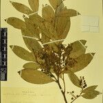 Gaultheria fragrantissima Other