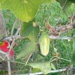 Coccinia grandis Fruit