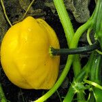 Cucurbita moschata 果實