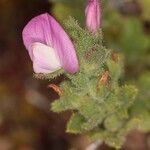 Ononis diffusa Flower