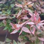 Abelia grandiflora Folha