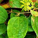 Smilax anceps Flower