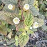 Lippia dulcis Kvet