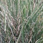 Festuca gautieri Leaf