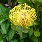 Leucospermum cordifolium പുഷ്പം
