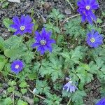 Anemone apennina Flor