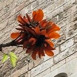 Erythrina caffra Flower