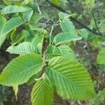 Ostrya carpinifolia Leaf
