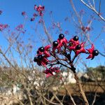 Clerodendrum trichotomum Gyümölcs