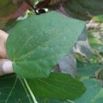 Thunbergia fragrans Folla