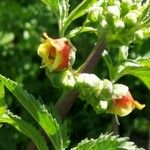 Scrophularia trifoliata Fleur