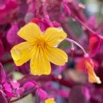 Oxalis spiralis Flower