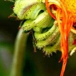 Calendula arvensis 花