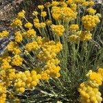 Helichrysum stoechasFlower