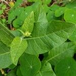 Nicotiana alata Φύλλο