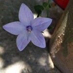 Campanula fragilis Flor
