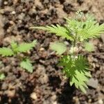 Urtica pilulifera عادت داشتن