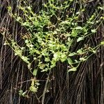 Murdannia nudiflora Vivejo