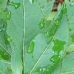 Impatiens balsamina Leaf