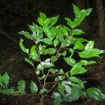 Casearia acuminata Інше