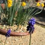 Muscari baeticum