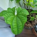 Dioscorea sansibarensis Blatt