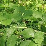 Rubus pruinosus Leaf