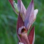 Serapias strictiflora Flower