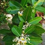 Calophyllum inophyllum 葉