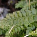 Asplenium viride Outro