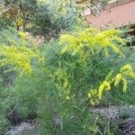 Acacia acinacea Hoja