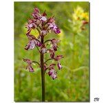 Orchis × hybrida Flor